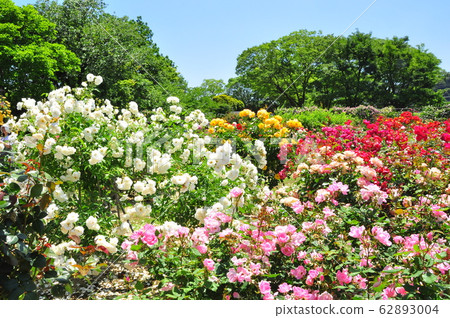 鎌倉市 神奈川縣 日比穀花團大船花卉中心 玫瑰園 玫瑰花 62893004
