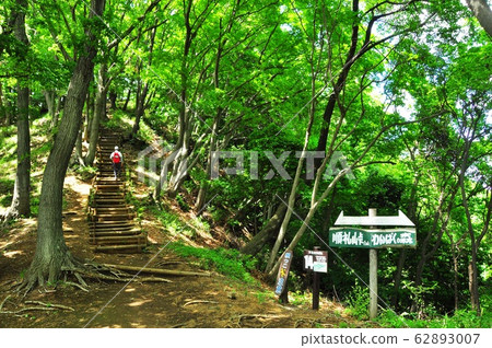 Kanagawa Prefectural Nanasawa Forest Park: A path to the fresh greenery at the entrance to the Pilgrimage Pass 62893007