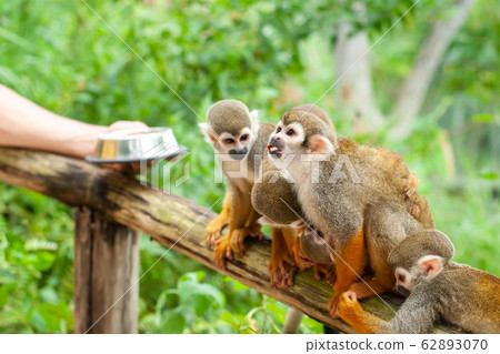 A common squirrel monkey playing in the trees A common squirrel monkey playing in the trees 62893070