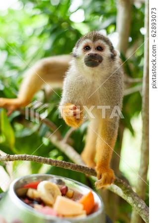 A common squirrel monkey playing in the trees 62893073