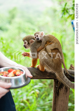 A common squirrel monkey playing in the trees 62893439