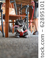 Dog resting in cafe 62895101