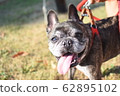 Pet dog talking to owner 62895102