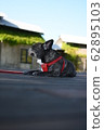 Cool dog in the shade 62895103