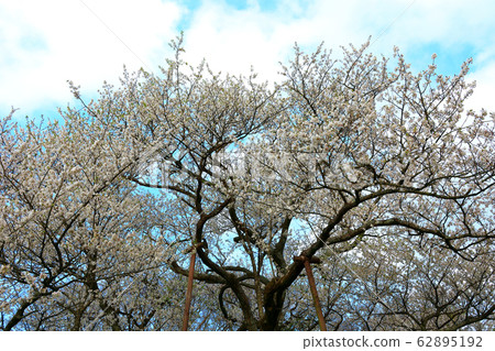吉野櫻花樹、櫻花樹、櫻花、保護樹、獨立樹、 62895192