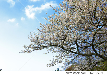 吉野櫻花樹、櫻花樹、櫻花、保護樹、獨立樹、 62895193