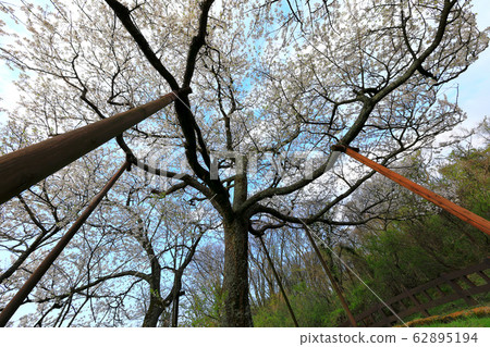 吉野櫻花樹、櫻花樹、櫻花、保護樹、獨立樹、 62895194