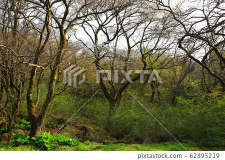 King cherry tree, cherry tree, cherry blossom, protected tree, independent tree, 62895219