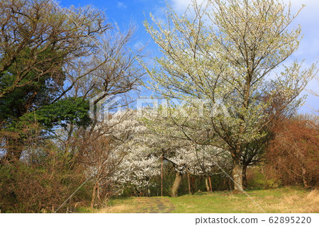 吉野櫻花樹、櫻花樹、櫻花、保護樹、獨立樹、 吉野櫻花樹、櫻花樹、櫻花、保護樹、獨立樹、 62895220