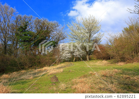 King cherry tree, cherry tree, cherry blossom, protected tree, independent tree, 62895221