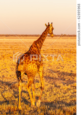 A Giraffe on the plains of Etosha at Sunset 62895968