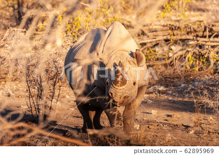 A black Rhinoceros Browsing in the Bushes of Etosha 62895969