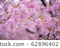 櫻花盛開002 櫻花盛開002 62896402