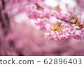 櫻花盛開003 櫻花盛開003 62896403