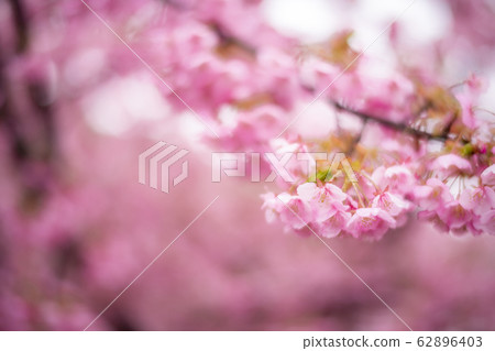 櫻花盛開003 62896403