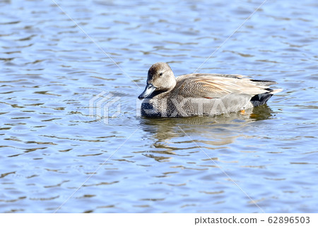 Gadwall Gadwall 62896503
