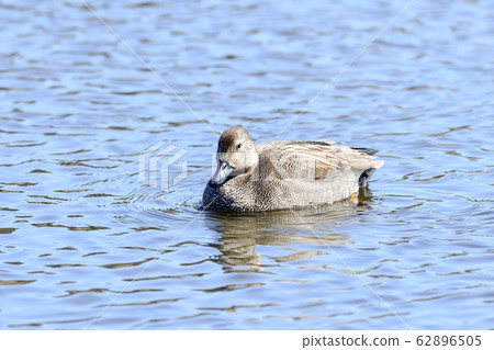 Gadwall 62896505