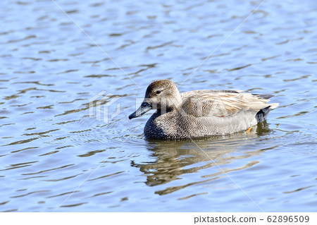 Gadwall 62896509