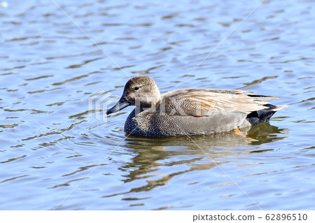 Gadwall 62896510