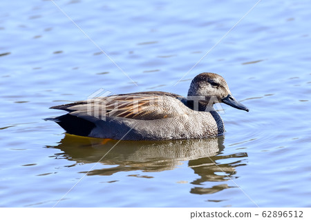 Gadwall Gadwall 62896512