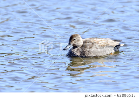 Gadwall Gadwall 62896513