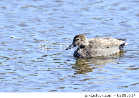 蘆葦鴨 蘆葦鴨 62896514