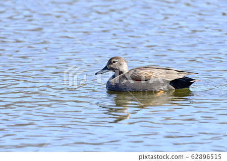 Gadwall Gadwall 62896515