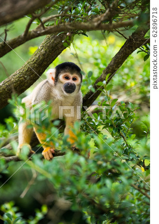 Squirrel monkey Saimiri 62896718