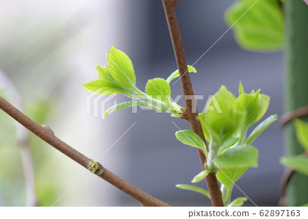 Sarnashi sprout Sarnashi sprout 62897163