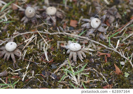 Copulation of mushrooms Copulation of mushrooms 62897164