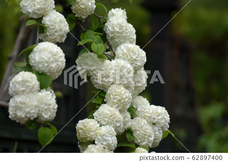 White albopictus flower White albopictus flower 62897400