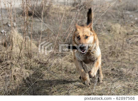 Dog runs on nature in the spring 62897508