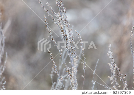 Dry gray grass on nature in winter 62897509