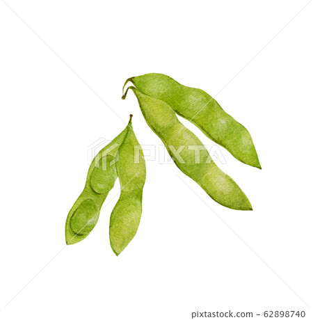 Edamame watercolor illustration 62898740