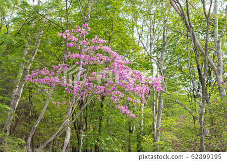 Kanuma City, Tochigi Prefecture Yokone Plateau Well Wetland (May) Kanuma City, Tochigi Prefecture Yokone Plateau Well Wetland (May) 62899195