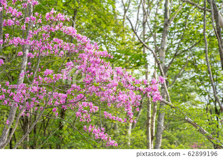 Kanuma City, Tochigi Prefecture Yokone Plateau Well Wetland (May) Kanuma City, Tochigi Prefecture Yokone Plateau Well Wetland (May) 62899196