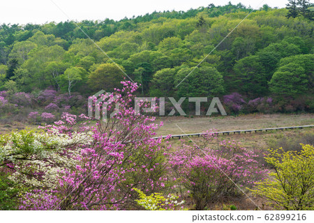 Kanuma City, Tochigi Prefecture Yokone Plateau Well Wetland (May) 62899216