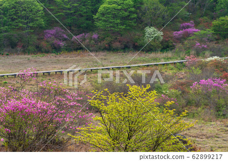 栃木縣鹿沼市Yokone Plateau Well Wetland(五月) 栃木縣鹿沼市Yokone Plateau Well Wetland(五月) 62899217