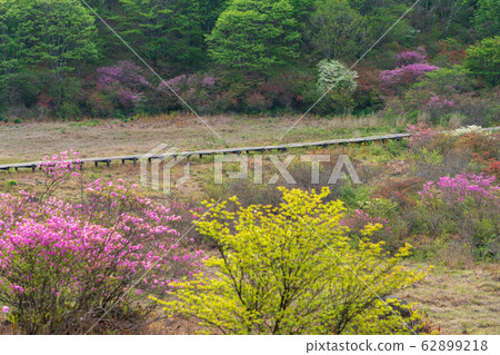 栃木縣鹿沼市Yokone Plateau Well Wetland(五月) 栃木縣鹿沼市Yokone Plateau Well Wetland(五月) 62899218