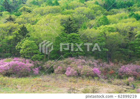 栃木縣鹿沼市Yokone Plateau Well Wetland(五月) 栃木縣鹿沼市Yokone Plateau Well Wetland(五月) 62899219