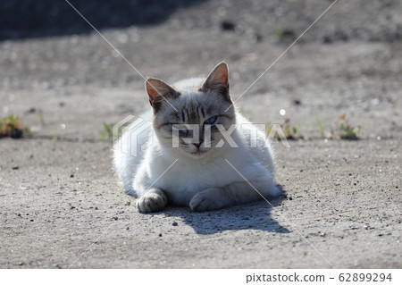 Hinata Bokkou Utouto貓 62899294