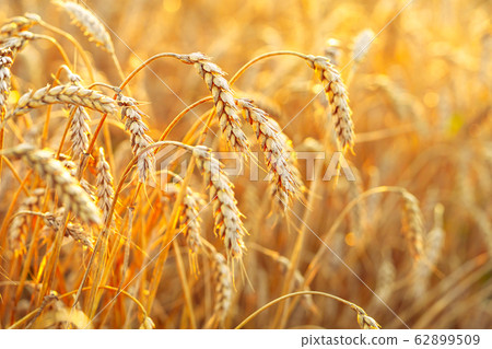 Wheat field. Ears of golden wheat. Beautiful Sunset Landscape. Background of ripening ears. Ripe cereal crop. close Wheat field. Ears of golden wheat. Beautiful Sunset Landscape. Background of ripening ears. Ripe cereal crop. close 62899509