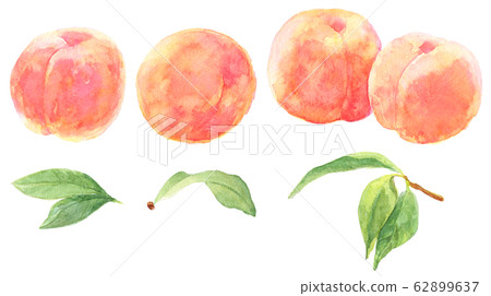Watercolor peach _ material 62899637