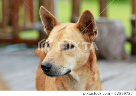 dog with close up view in home  62899723