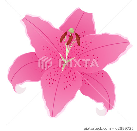 Lily illustration _ Sorbonne 62899725