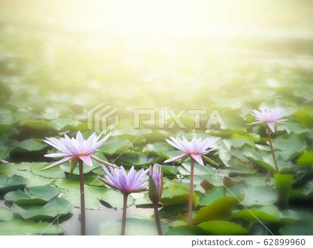Beautiful lotus flower, lily water Beautiful lotus flower, lily water 62899960