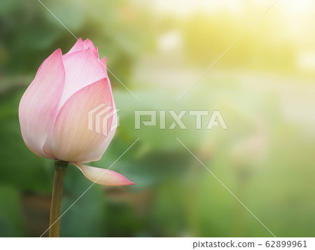 Beautiful lotus flower, lily water Beautiful lotus flower, lily water 62899961