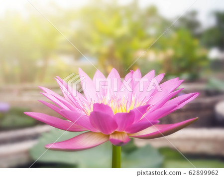 Beautiful lotus flower, lily water Beautiful lotus flower, lily water 62899962