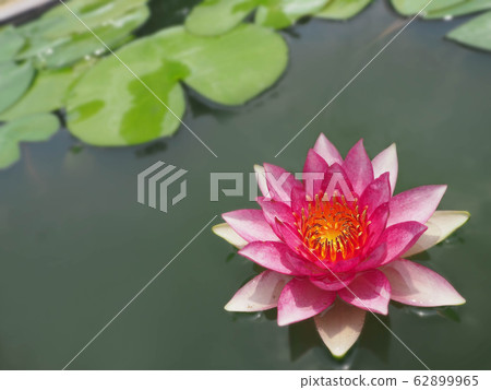 Beautiful lotus flower, lily water Beautiful lotus flower, lily water 62899965