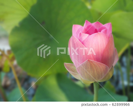 Beautiful lotus flower, lily water Beautiful lotus flower, lily water 62899966